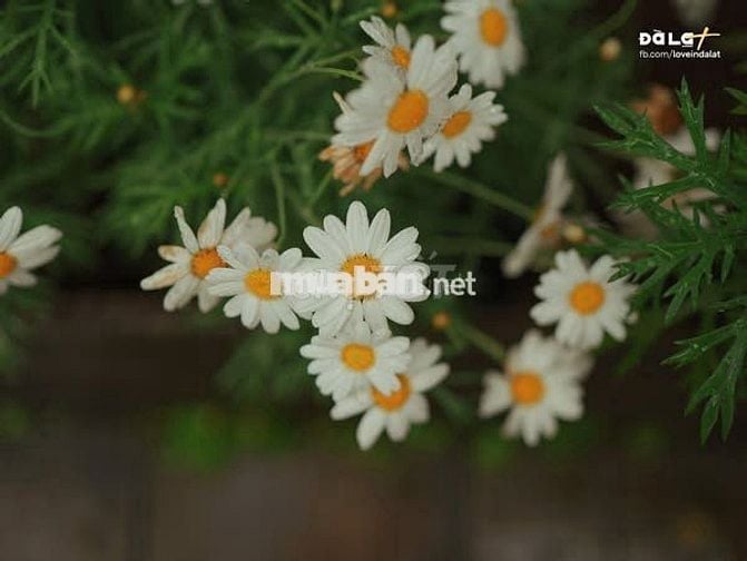 Đất Nghỉ Dưỡng – Đồi Giã Tỵ 98, Định Quán