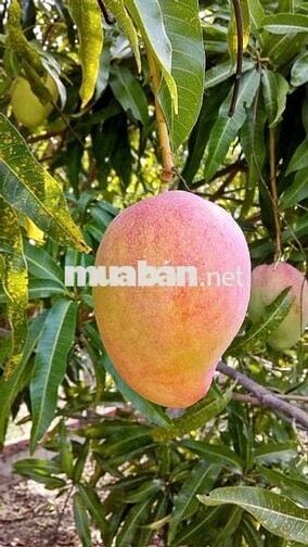 Đất Nghỉ Dưỡng – Đồi Giã Tỵ 98, Định Quán