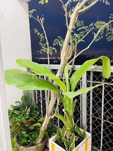 Chung cư Ruby Garden, Nguyễn Sỹ Sách, TB: 10tr/th, 2p ngủ, full NT mới