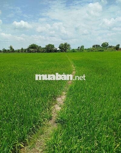 2.764m - Đất vườn + ruộng có 150m thổ cư chính chủ