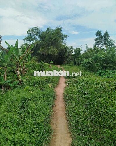 2.764m - Đất vườn + ruộng có 150m thổ cư chính chủ