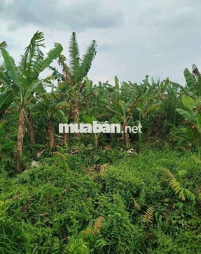2.764m - Đất vườn + ruộng có 150m thổ cư chính chủ