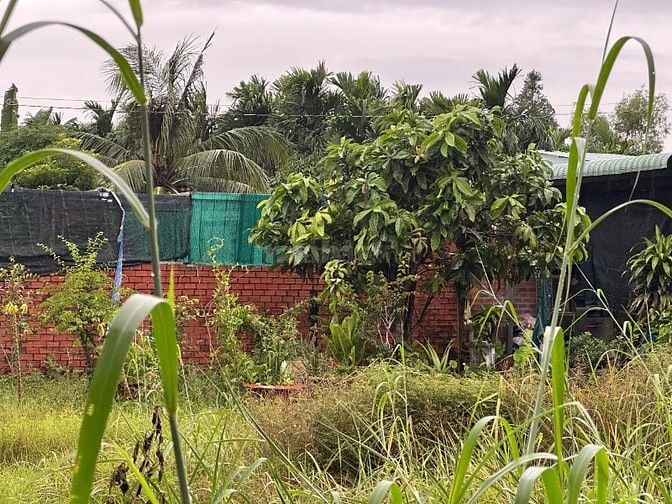 🌿 BÁN ĐẤT VƯỜN GIÁ RẺ – HẺM XE HƠI – TRẢNG BÀNG, TÂY NINH 🌿
