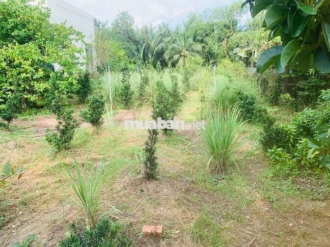 NHÀ + VƯỜN trung tâm thị trấn Châu Thành