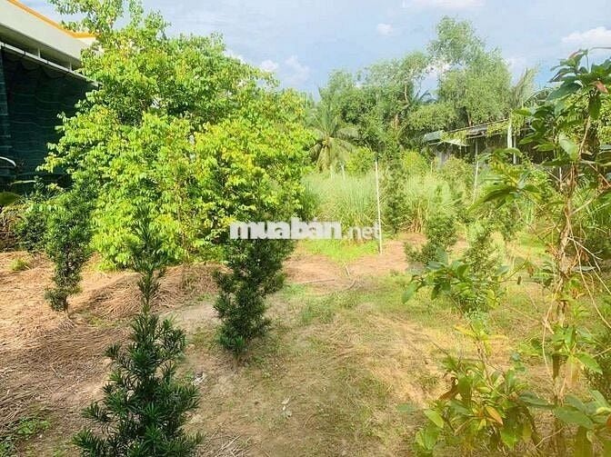 NHÀ + VƯỜN trung tâm thị trấn Châu Thành