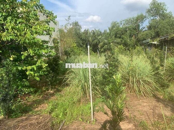 NHÀ + VƯỜN trung tâm thị trấn Châu Thành