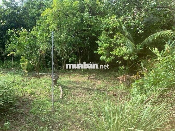 NHÀ + VƯỜN trung tâm thị trấn Châu Thành