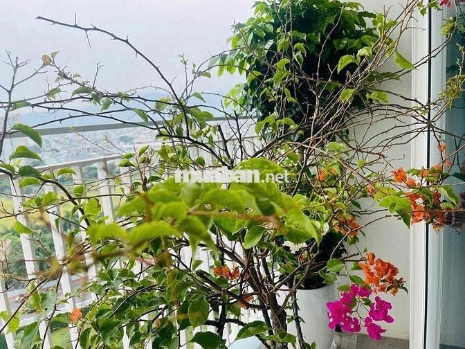 🌟 CƠ HỘI HIẾM CÓ: AZURA TOWER 2PN CAO CẤP - VIEW SÔNG HÀN - CHỈ $1400🌟