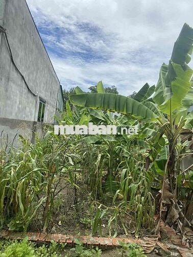 Cho Thuê Nhà Nguyên Căn Có Sân Vườn Trồng Rau