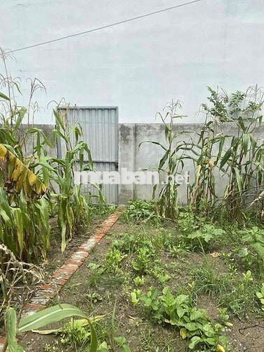 Cho Thuê Nhà Nguyên Căn Có Sân Vườn Trồng Rau