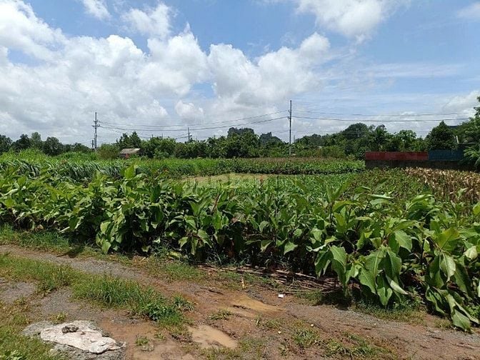 Bán Đất ruộng 50 năm tại Sài Sơn Quốc Oai, cách ĐL Thăng Long 3 phút