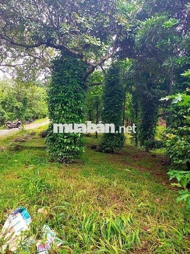 1,5 hecta vườn điều + nhà c4 nhỏ + suối bao quanh cực bằng phẳng 720tr
