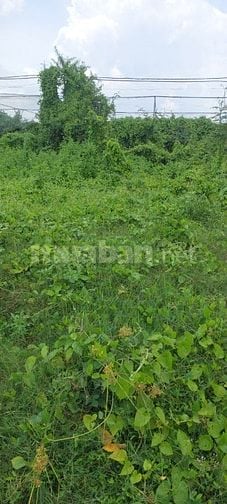 Cần tiền đống tiền học chi con bán gấp lô đất giá siêu rẻ