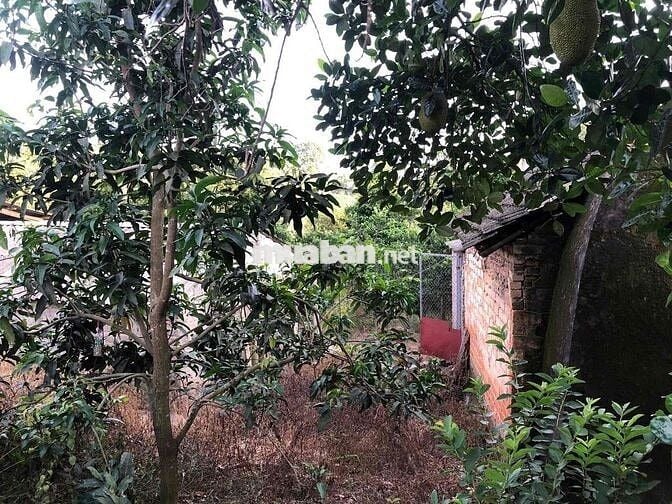 Bán 1000m2 Đất Mặt Tiền Kinh Doanh
