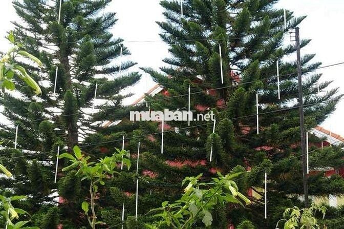 Cho thuê nhà đất 301m2 đang kinh doanh