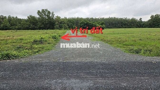 114m2 full thổ cư.  Đón sóng KCN Hiệp Thạnh. chỉ  400 tr