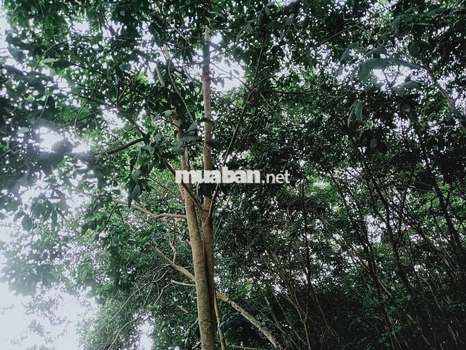 Bán đất nông nghiệp 910m², ngang 15m mặt tiền – Minh Hưng, Chơn Thành