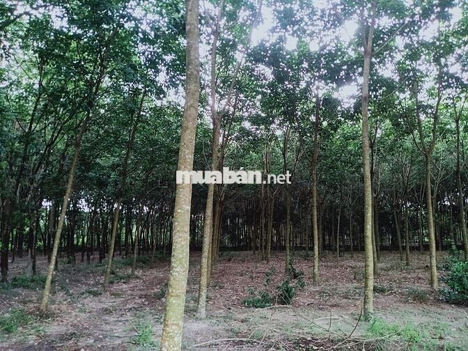 Bán đất nông nghiệp 910m², ngang 15m mặt tiền – Minh Hưng, Chơn Thành