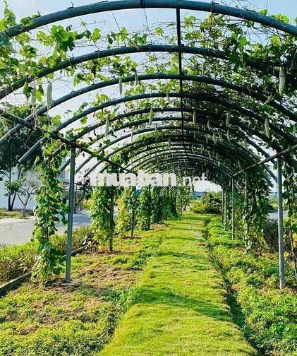 Bán lô đất Làng Sen 5x15 giá 750tr
