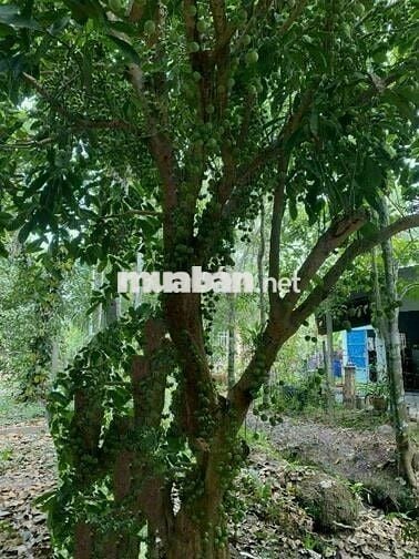 Bán vườn cây ăn trái 1466m2 xã Trung An - Củ Chi