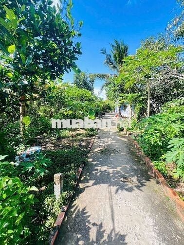 Bán nền rộng 350m2 hẻm bờ kè gạch cam giá chưa tới 1 tỷ