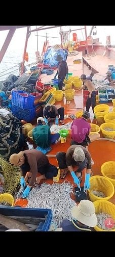 Tuyển nam lao động đi tàu cá Kiên giang - thu nhập 15 - 20 triệu/tháng