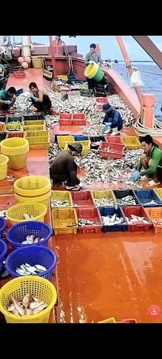Tuyển nam lao động đi tàu cá Kiên giang - thu nhập 15 - 20 triệu/tháng