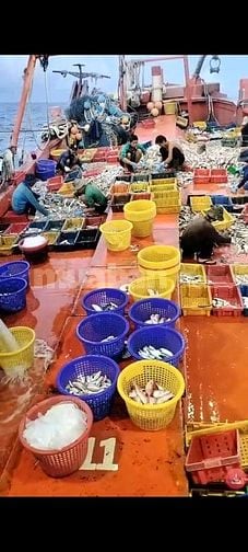 Tuyển nam lao động đi tàu cá Kiên giang - thu nhập 15 - 20 triệu/tháng