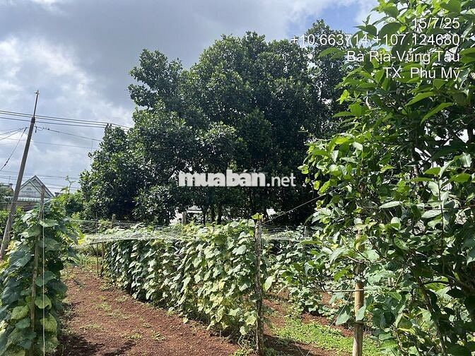 Thanh lý lô đất 2 mặt tiền 1.431m2 tại Hắc Dịch