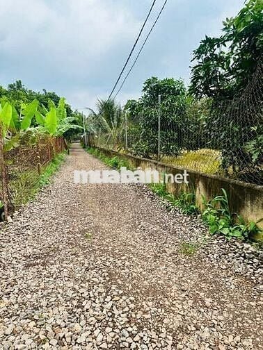 Bán gấp vườn cây ăn trái lâu năm ngay ngã tư Dầu Giây