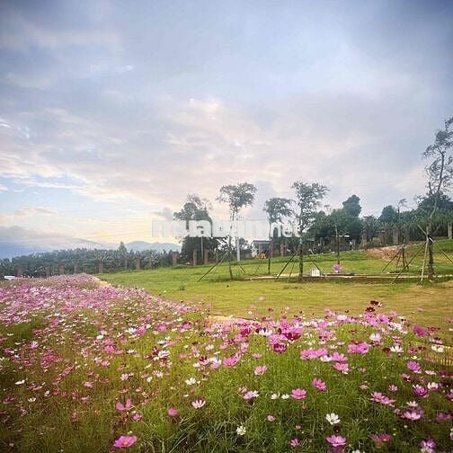 😍ĐẤT THỔ CƯ NGHỈ DƯỠNG – VIEW HỒ CỰC ĐẸP, KHÍ HẬU MÁT MẺ