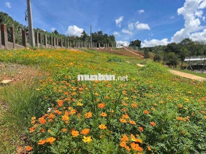 😍ĐẤT THỔ CƯ NGHỈ DƯỠNG – VIEW HỒ CỰC ĐẸP, KHÍ HẬU MÁT MẺ