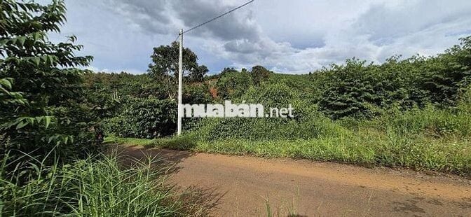 Đất view đẹp,  giá Ngộp thuộc  Tân Lạc Bảo Lâm