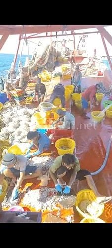 Tuyển dụng 4 lao động phổ thông - ngư phủ đi biển tại Phú Quốc, Kiên G