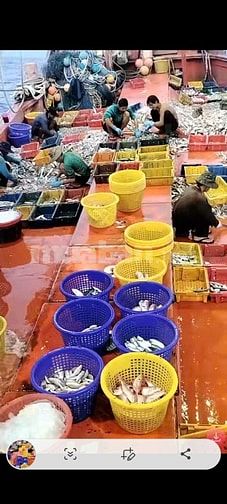 Tuyển dụng 4 lao động phổ thông - ngư phủ đi biển tại Phú Quốc, Kiên G