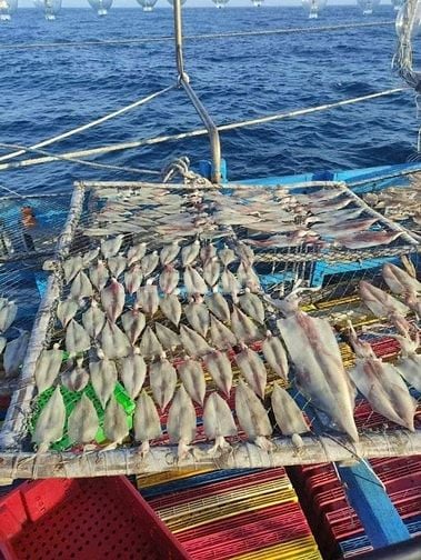 Tuyển dụng 4 lao động phổ thông - ngư phủ đi biển tại Phú Quốc, Kiên G