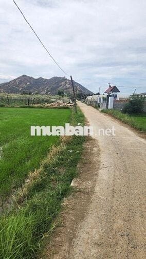 500m2 giá 450tr BÁN lô đất nông nghiệp gần bệnh viện tỉnh  P. Văn Hải