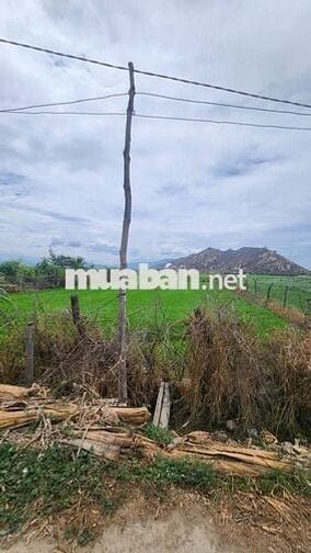 500m2 giá 450tr BÁN lô đất nông nghiệp gần bệnh viện tỉnh  P. Văn Hải