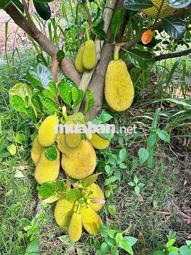 chính chủ ngộp ngân hàng bán gấp mãnh đất làm vườn