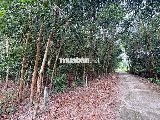 Bán lô đất diện tích lớn gần 1000m2 tại xã Hòa Vang