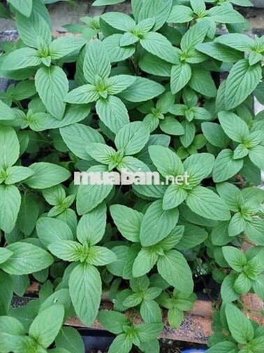 Lê Văn Thọ, Gò Vấp ,DT 4.6x21, Hẻm Xe Hơi, Gần bờ kè, 6.5 Tỷ TL