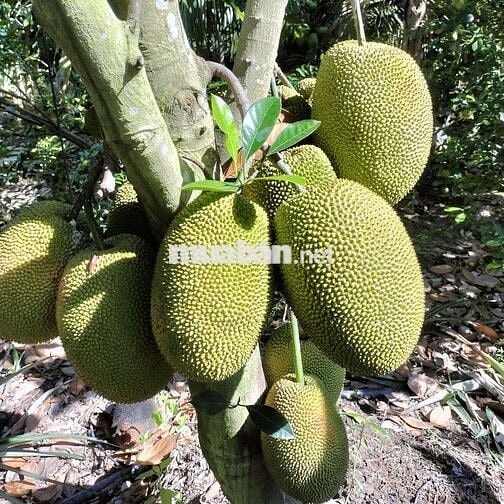 Cho Thuê Mặt Tiền Hoàng Quốc Việt gần vòng xoay