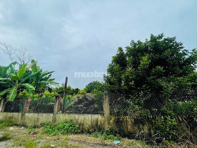 THANH LÝ NHÀ VƯỜN (4.690M2) THỔ CƯ-SHR- CÓ SẴN CÂY ĂN TRÁI, DÂN ĐÔNG