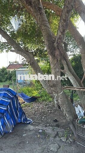 🔴 CHÍNH CHỦ BÁN LÔ ĐẤT KIỆT Ô TÔ HÒA QUÝ – GẦN CAO ĐẲNG NGHỀ ĐÀ NẴNG