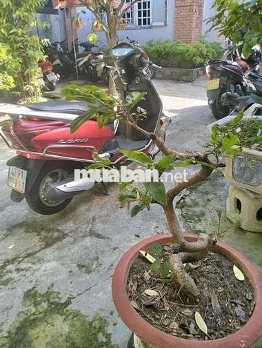 CẦN THANH LÝ XE MÁY Như Trên