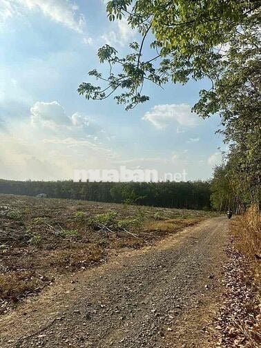 lô đất hơn 1 ngàn m2 tại bình mỹ bắc tân uyên
