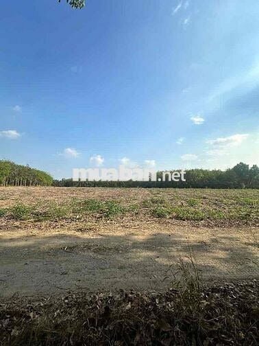 lô đất hơn 1 ngàn m2 tại bình mỹ bắc tân uyên
