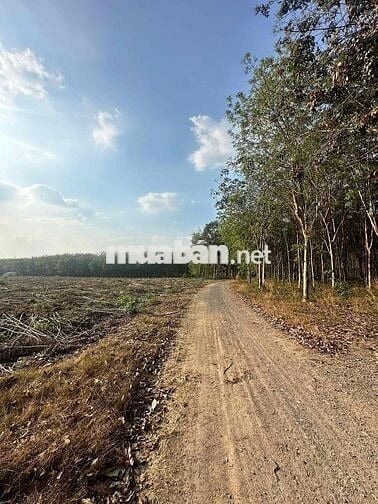 lô đất hơn 1 ngàn m2 tại bình mỹ bắc tân uyên