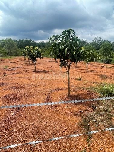 Chú 3 cần bán mảnh đất tâm huyết 