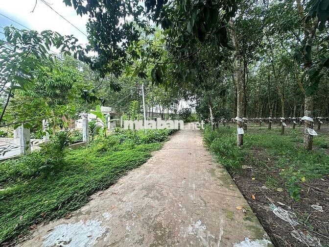 GIÁ RẺ THÌ K CÓ ĐẤT ĐÂU MẤY BÁC